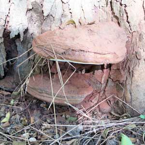 ganoderma applanatum