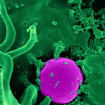 bactéries, micro-organismes