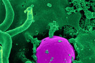 Bactéries, champignons, micro-organismes