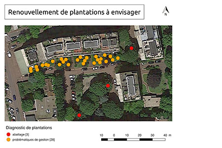 renouvellement de plantation