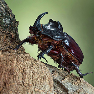 xylophene sur un arbre vivant