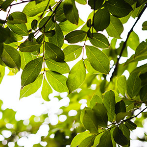 sécheresse des arbres et changement climatique en Méditerranée