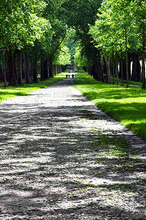 Arbres d'Avenir en Méditerranée