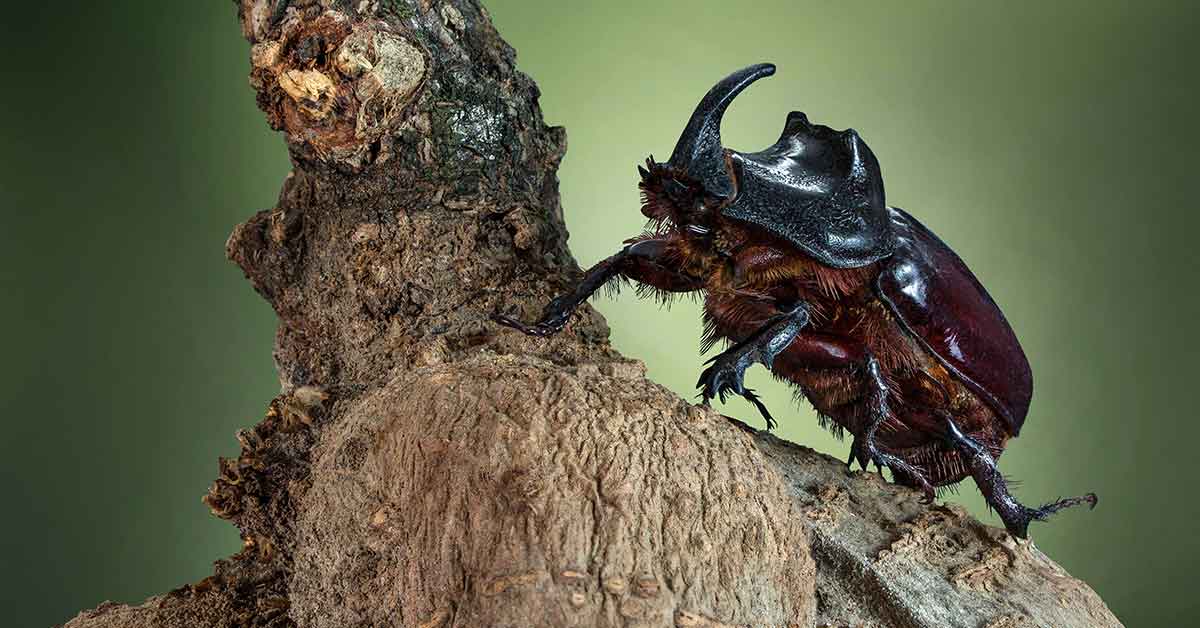 xylophene sur un arbre vivant