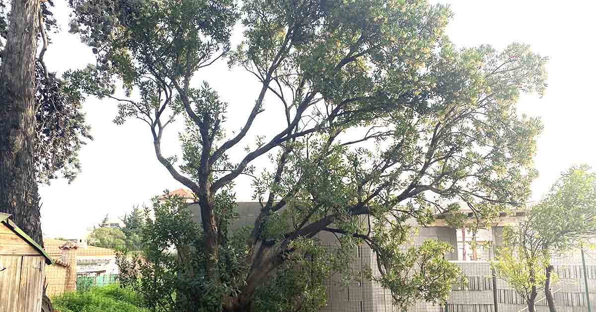 Conseil en Législation sur l'arbre en limite de propriété