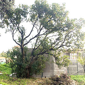 Conseil en Législation sur l'arbre en limite de propriété