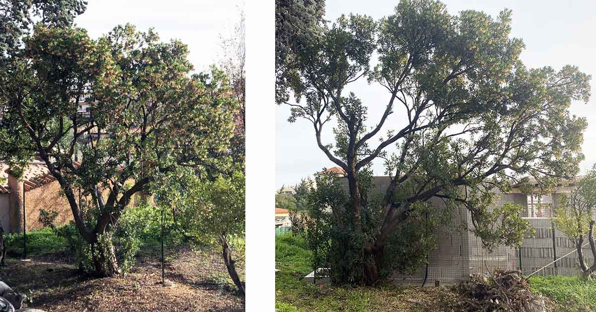 Une nouvelle construction proche de votre arbre ?