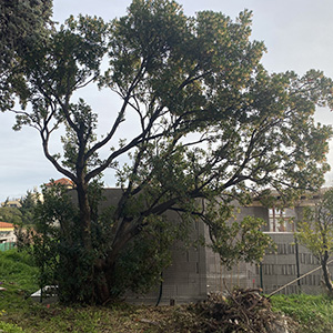 Conseil en Législation sur l'arbre (06)