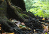 Les arbres aussi ont un microbiote