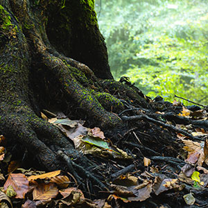 Les arbres aussi ont un microbiote