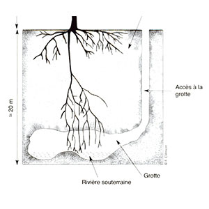 sécheresse des arbres et changement climatique en Méditerranée