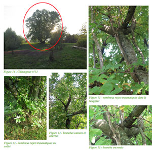 mission arboricole et paysagère