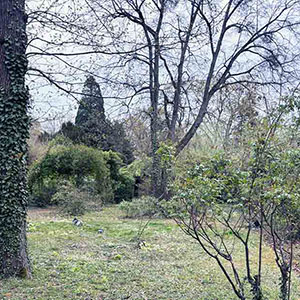 Conseil arboricole avant l’achat d’un terrain arboré