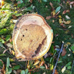 Pourquoi réaliser une étude phytosanitaire d'un arbre ?