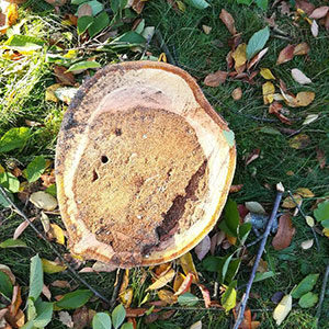 étude phytosanitaire d'un arbre